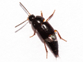 Tachinus rufipes